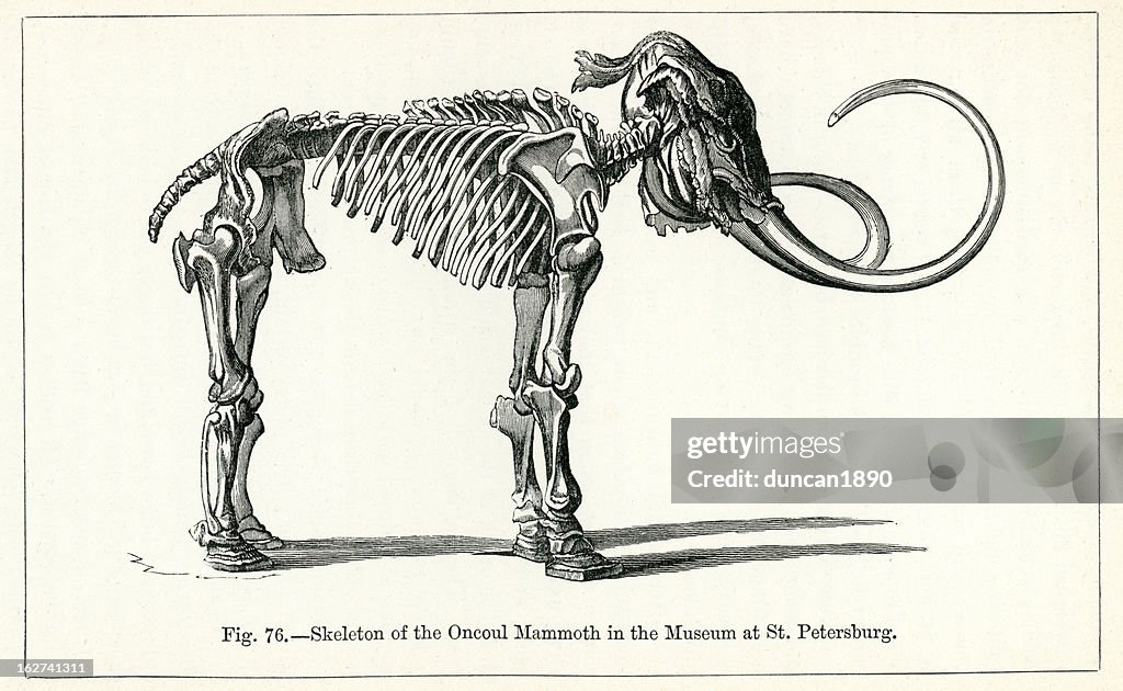 Esqueleto de Oncoul mamut