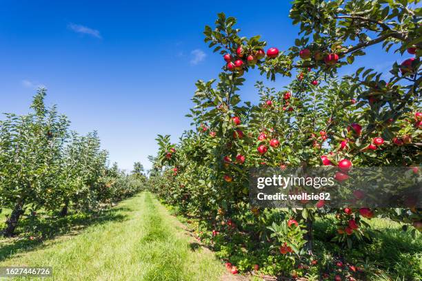 apple orchard ready for harvesting - pomar fotografías e imágenes de stock