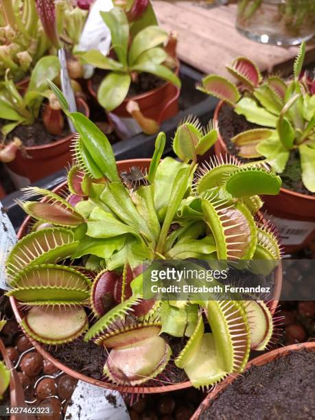 venus flytrap (dionaea muscipula), carnivorous houseplant. - carnívoros - fotografias e filmes do acervo