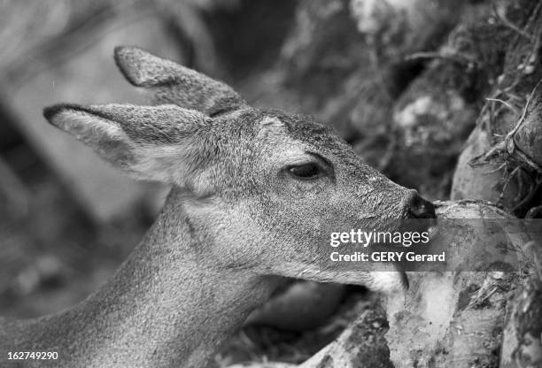 Bibiche Photos and Premium High Res Pictures Getty Images