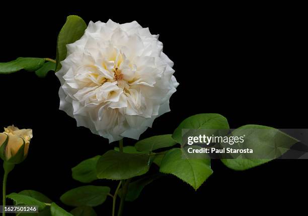 rosa swan (english rose, david austin's rose) - jardiner stock pictures, royalty-free photos & images