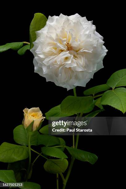 rosa swan (english rose, david austin's rose) - variété 個照片及圖片檔