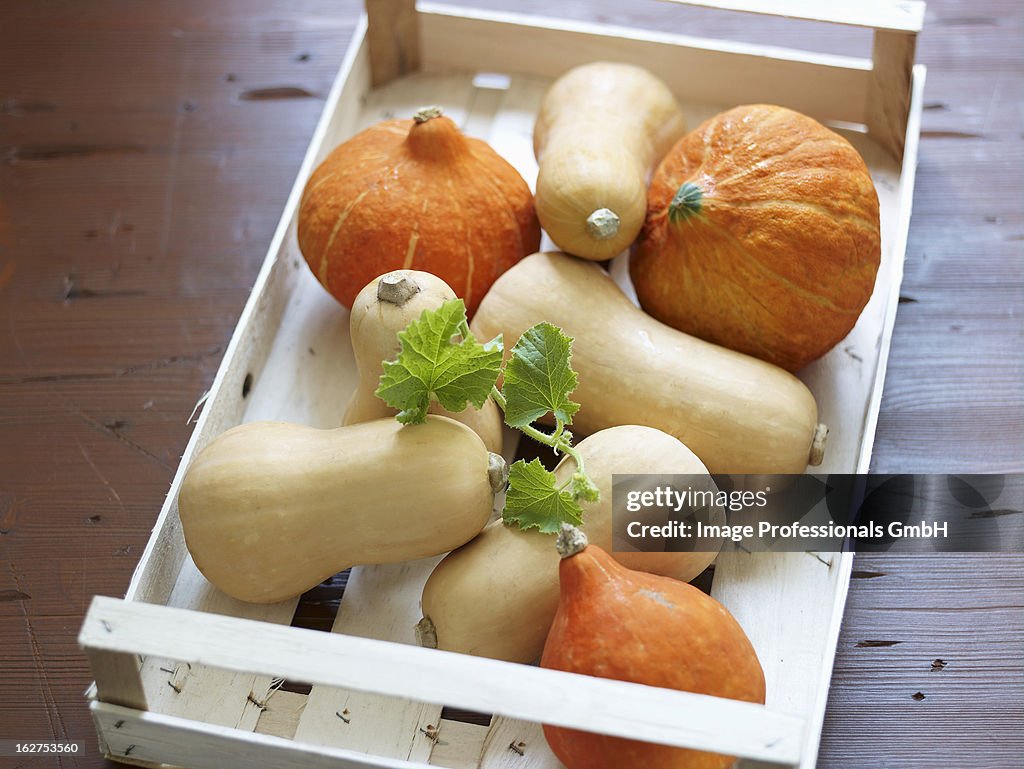 Various squashes in crate, elevated view