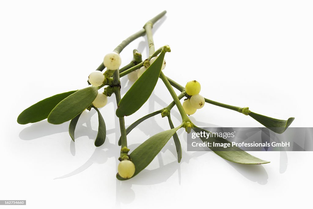 Sprig of mistletoe