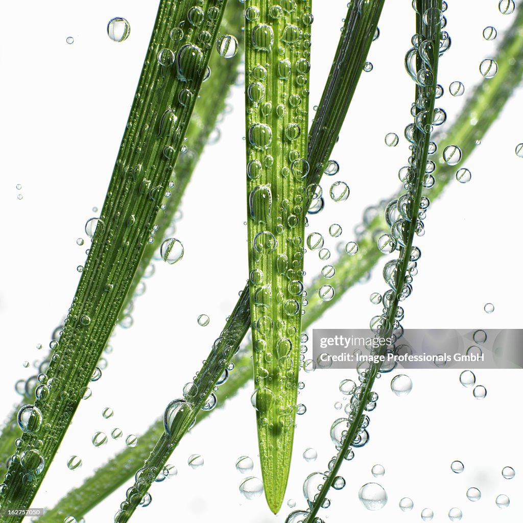 Reeds in water