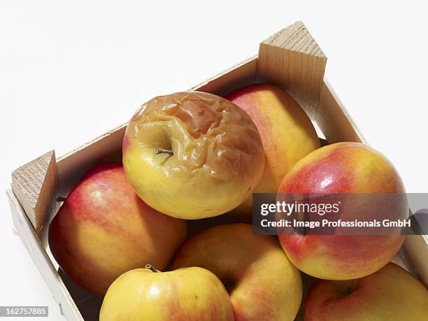 3 Rotten Apples Moldy Apples Photos and Premium High Res Pictures - Getty Images