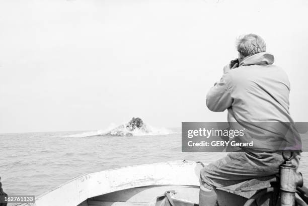 The Island Of Syrtlingur Rises In 1965. Islande, 31 mai 1965, une éruption volcanique sous-marine avec émission de lave, entre mai et octobre, crée...