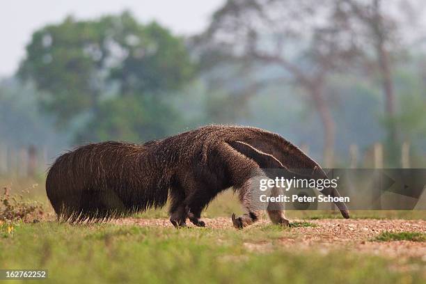 giant anteater in pantanal - ameisenbär stock-fotos und bilder