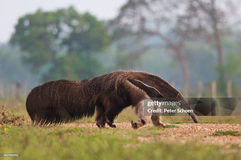 Giant Anteater in Pantanal