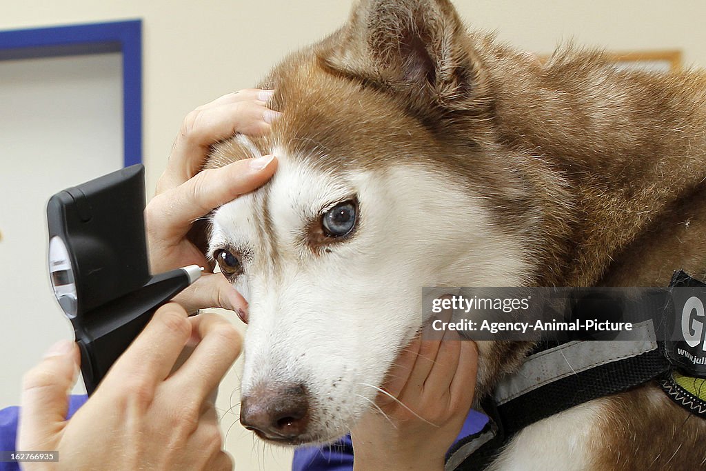 Pets Eye-Diagnostic