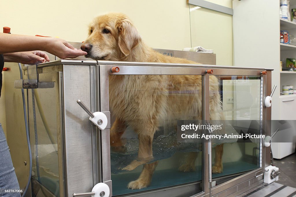 Physiotherapy For Dogs