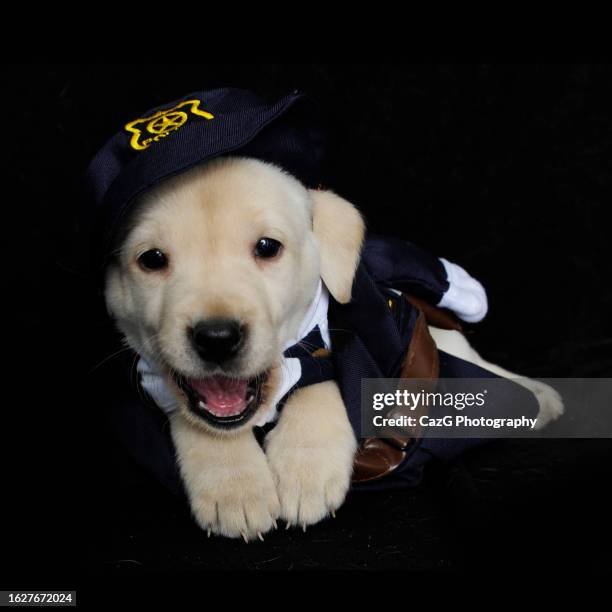 labrador puppies 8 weeks old - yellow lab stock pictures, royalty-free photos & images
