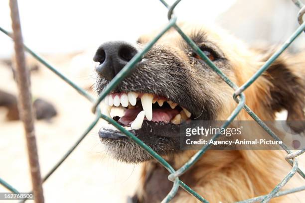 Dog in the animal shelter of Fasnia on August 18, 2012 in Tenerife, Spain.