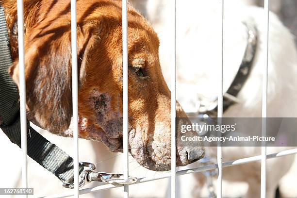 Dog in the Dog Welfare Center of Fasnia on August 18, 2012 in Tenerife, Spain.
