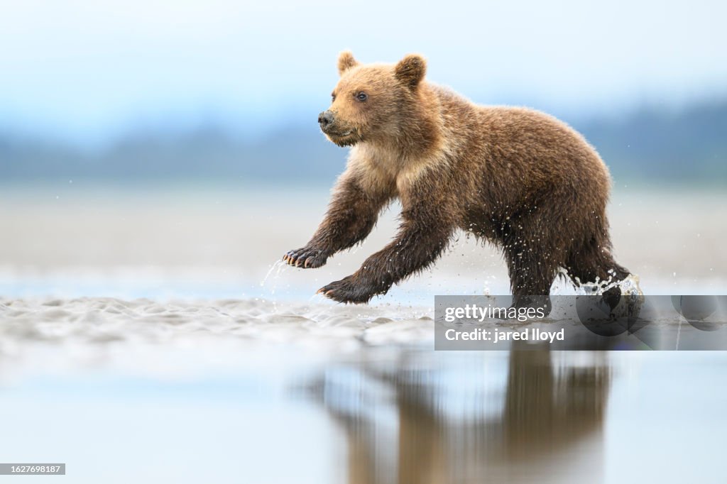 Brown bear cub running through water