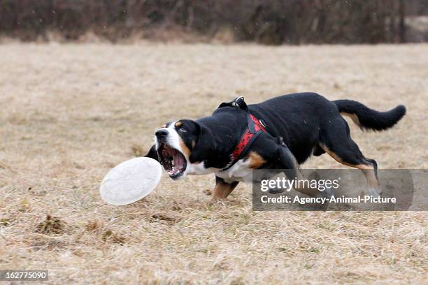 An Entlebucher Sennenhound is catching a plastic disc in the English Garden on March 08, 2012 in Munich, Germany.