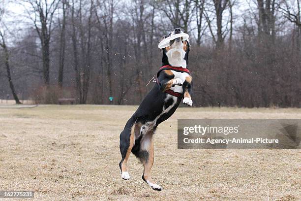 An Entlebucher Sennenhound is catching a plastic disc in the English Garden on March 08, 2012 in Munich, Germany.