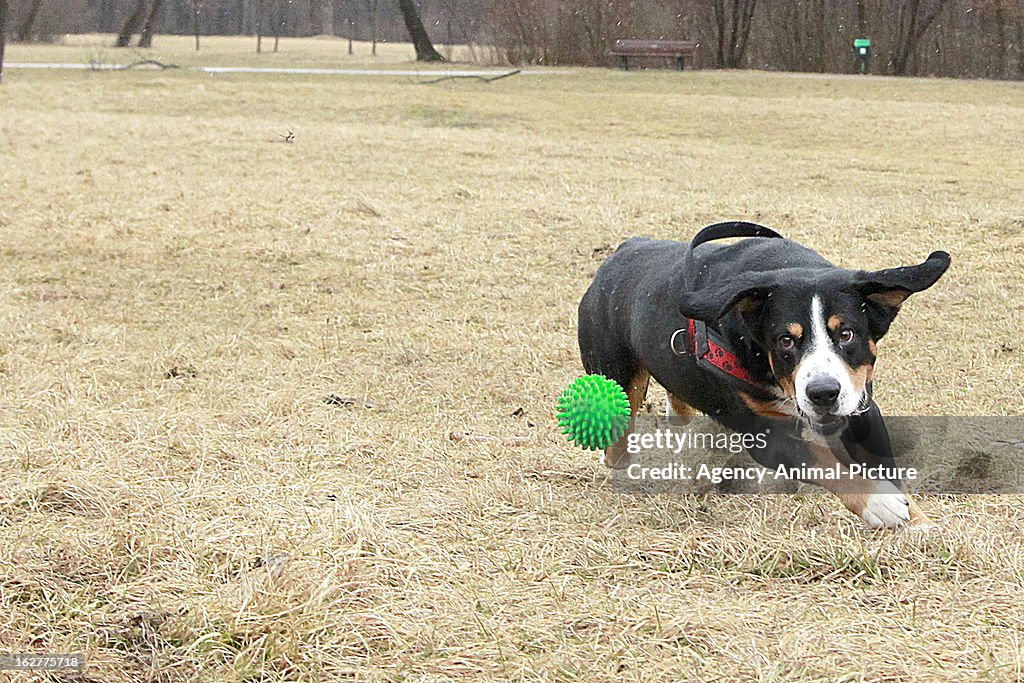 Dog Training