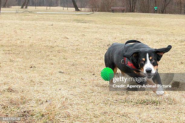 An Entlebucher Sennenhund is catching ball in the English Garden on March 08, 2012 in Munich, Germany.