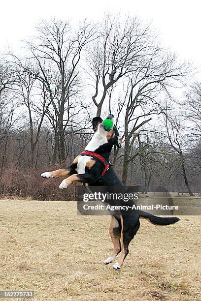 An Entlebucher Sennenhund is catching ball in the English Garden on March 08, 2012 in Munich, Germany.