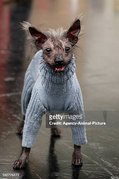 Chinese crested dog with a yellow coat at the CACIB dog exhibition at the Exhibition Centre Nuernberg on January 14, 2012 in Nuernberg, Germany.