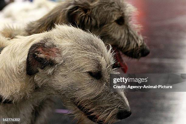 Irish Wolfhounds at the CACIB dog exhibition at the Exhibition Centre Nuernberg on January 14, 2012 in Nuernberg, Germany.