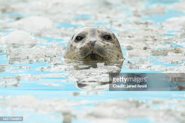 a harbor seal in glacial ice - foca fotografías e imágenes de stock