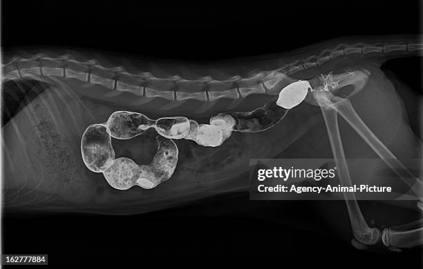 Normal Gastrogram Dog Gastrointestinal Tract Dog Photos and Premium High Res Pictures - Getty ...