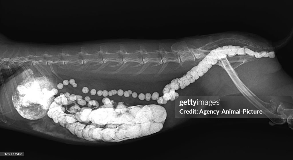 X Ray Cor Rabbit Normal x-ray of the abdomen of a rabbit with a intestinal contrast exam on ...