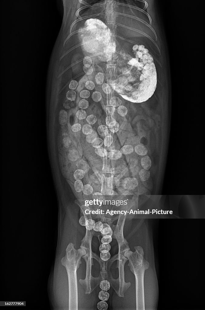Animal X Ray Rabbit x-ray of the abdomen of a rabbit with a intestinal contrast exam on ...