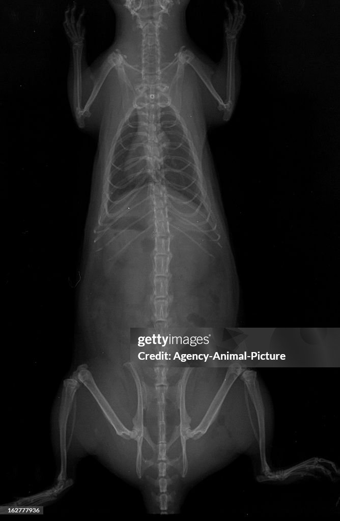 Animal X Ray Rabbit X Ray Animals