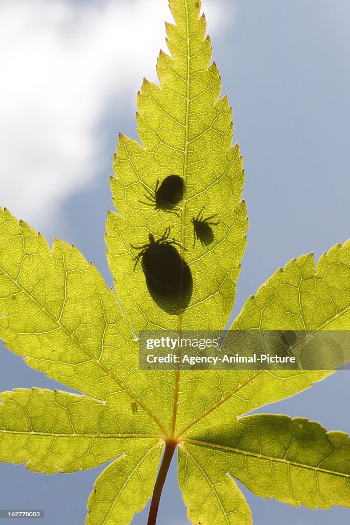 Ixodes ricinus