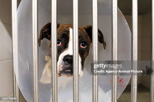 Dog with a raff in an animal hospital on February 23, 2011 in Munich, Germany.