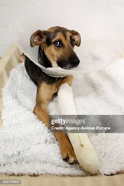 A dog with an injured leg and a ruff in an animal clinic on February 23, 2011 in Munich, Germany.