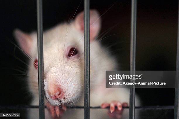 71 Albino Rat Photos and Premium High Res Pictures - Getty Images