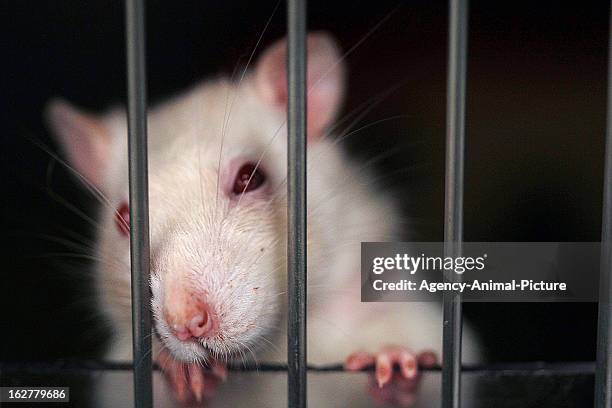 71 Albino Rat Photos and Premium High Res Pictures - Getty Images 71 Albino Rat Photos and Premium High Res Pictures - Getty Images