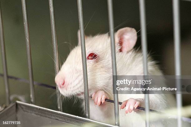 Albino Rat Feeding And Care Tips After Thawing photo