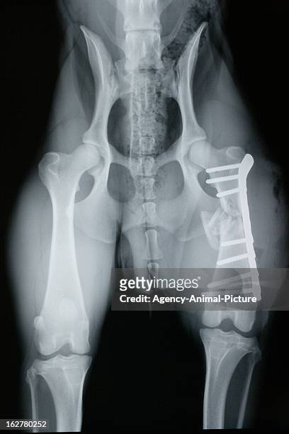 X-ray image of a dog with a fractured femur on February 23, 2011 in Munich, Germany.