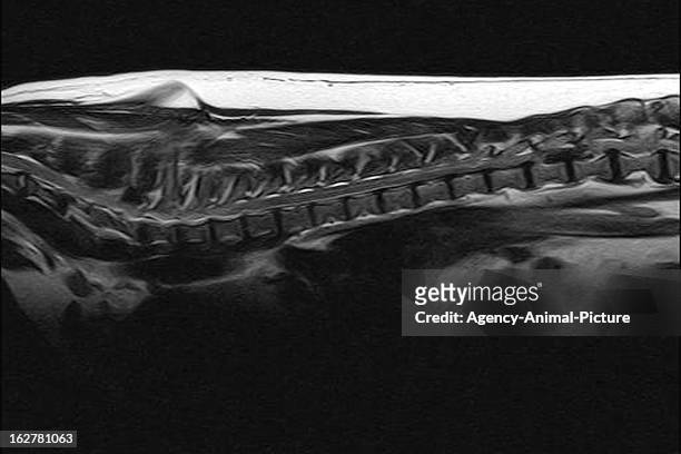 Of a dog with a big herniated disc on October 18, 2010 in Heidelberg, Germany.