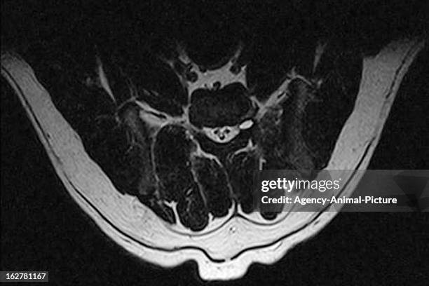 Of a dog with a synovial cyst on October 18, 2010 in Heidelberg, Germany.