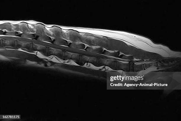 Of a dog with a lumbal herniated disc on October 18, 2010 in Heidelberg, Germany.