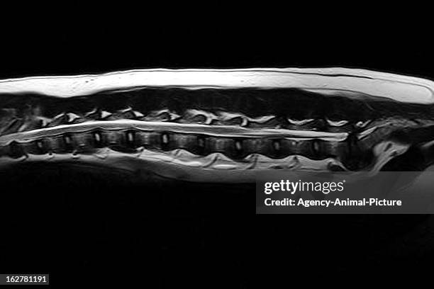 Of a dog with a lumbal herniated disc on October 18, 2010 in Heidelberg, Germany.