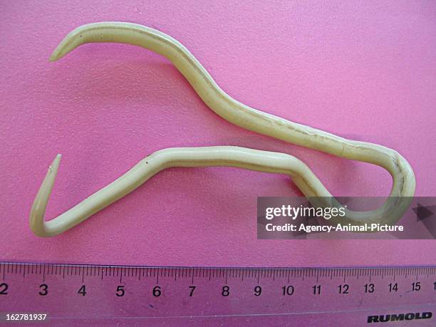 Roundworm of a Gorilla in the institute for parasitology of the Ludwig-Maximilians-University Munich on November 26, 2003 in Munich, Germany.