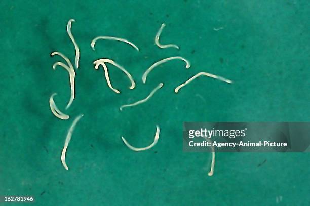 Adult hookworms of a dog in the institute for parasitology of the Ludwig-Maximilians-University Munich on November 26, 2003 in Munich, Germany.
