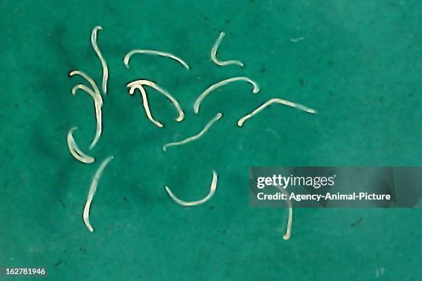 Adult hookworms of a dog in the institute for parasitology of the Ludwig-Maximilians-University Munich on November 26, 2003 in Munich, Germany.