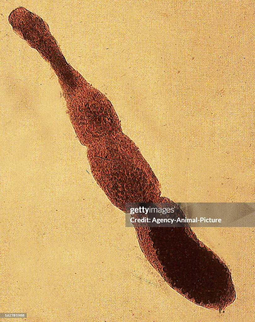 Parasites
