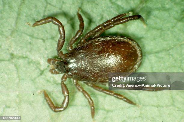 Brown dog tick(Rhipicephalus sanguineus from a hedgehog in the institute for parasitology of the Ludwig-Maximilians-University Munich on November 26,...