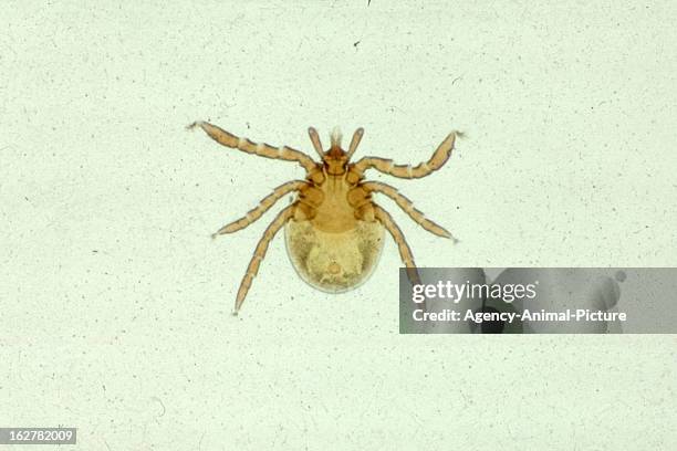 Tick larva in the institute for parasitology of the Ludwig-Maximilians-University Munich on November 26, 2003 in Munich, Germany.