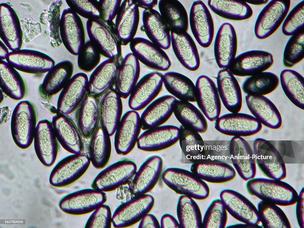 Pinworm In Rats Pinworm in the institute for parasitology of the... News Photo - Getty ...