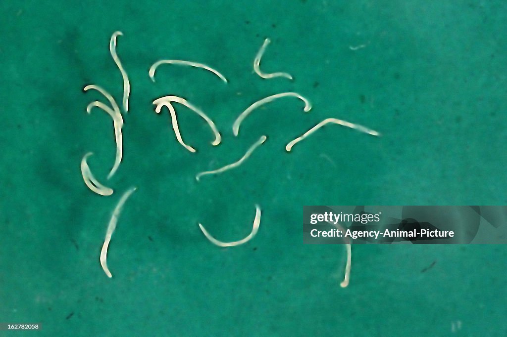 Parasites